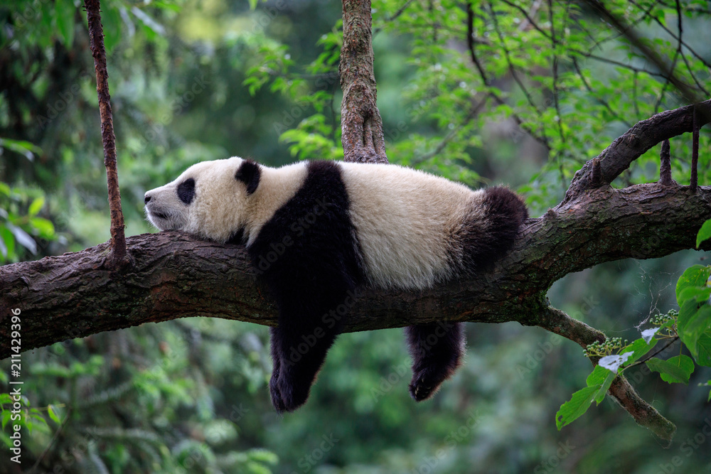 睡在树枝上的懒熊，中国野生动物。四川省碧峰峡自然保护区