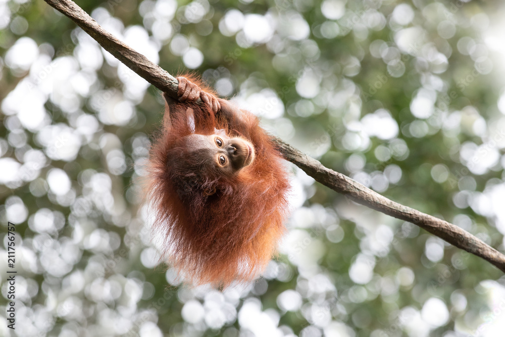 一只可爱的猩猩宝宝在热带雨林的绿色植物中嬉戏的肖像。新加坡