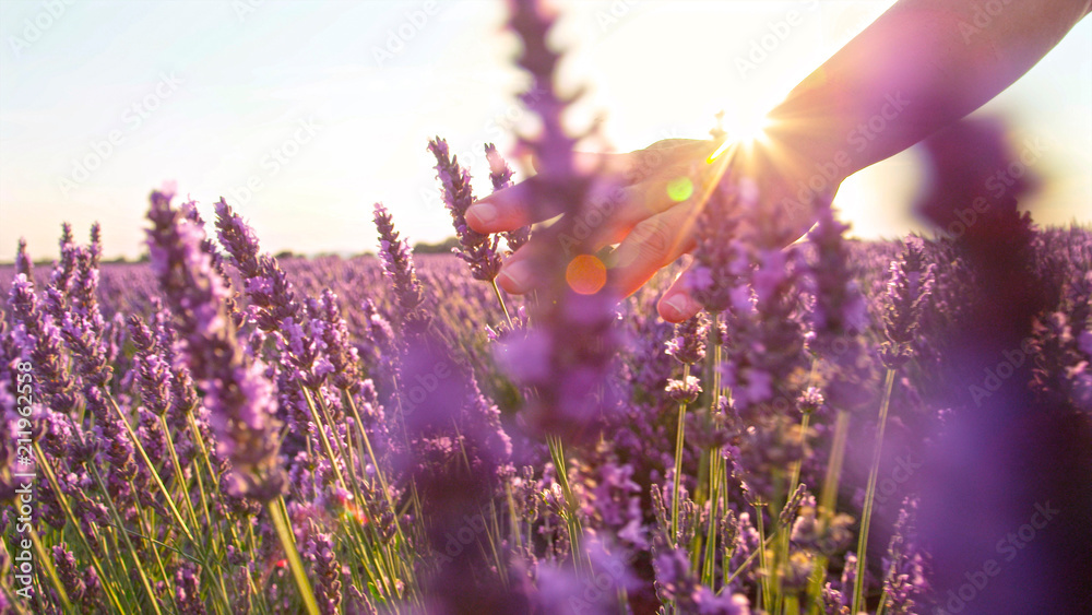 特写：美丽的薰衣草地里的紫色花朵