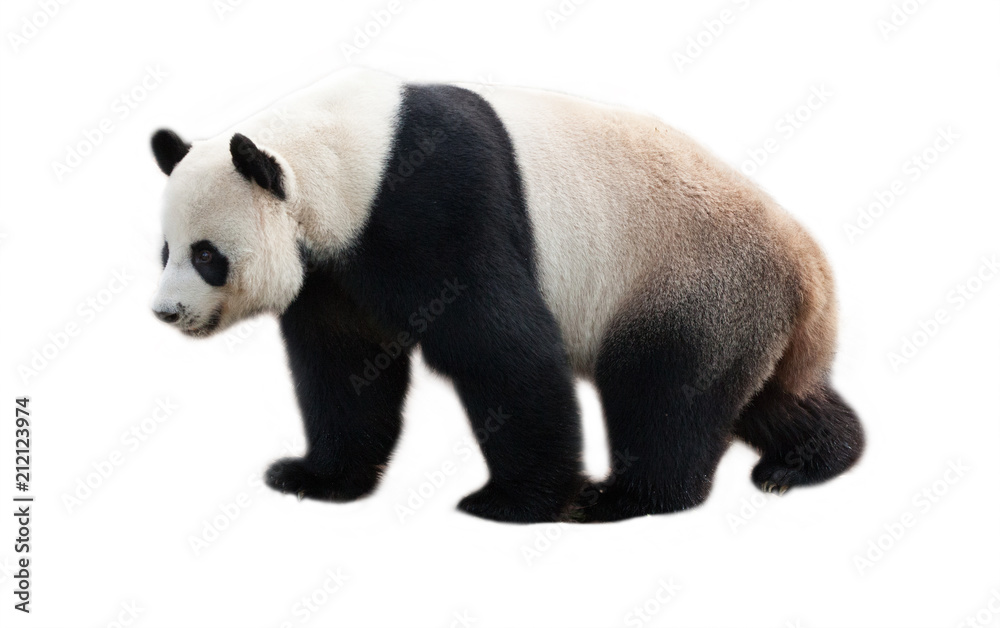 白底熊猫