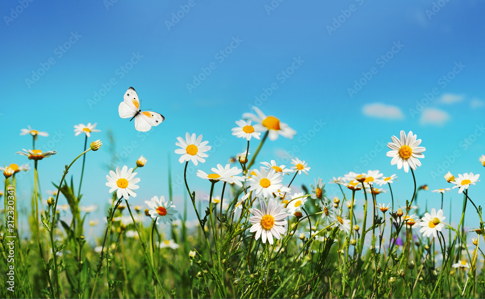 夏春季田野上的洋甘菊雏菊，背景是阳光明媚的蓝天和飞翔的wh