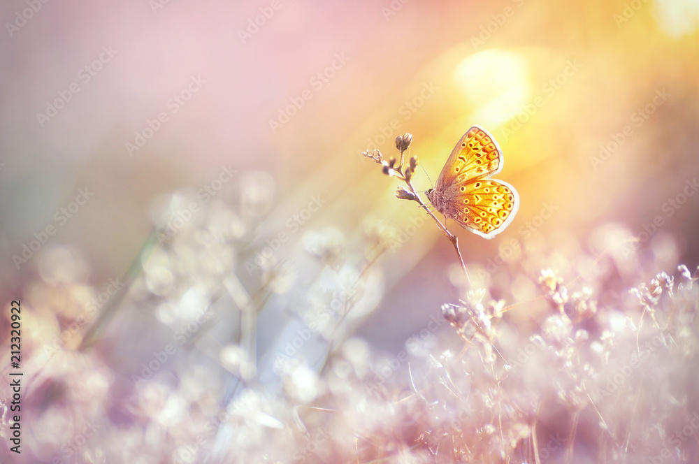 金色的蝴蝶在日落时在阳光下闪闪发光，微距。在阳光下的夏天，草地上的野草