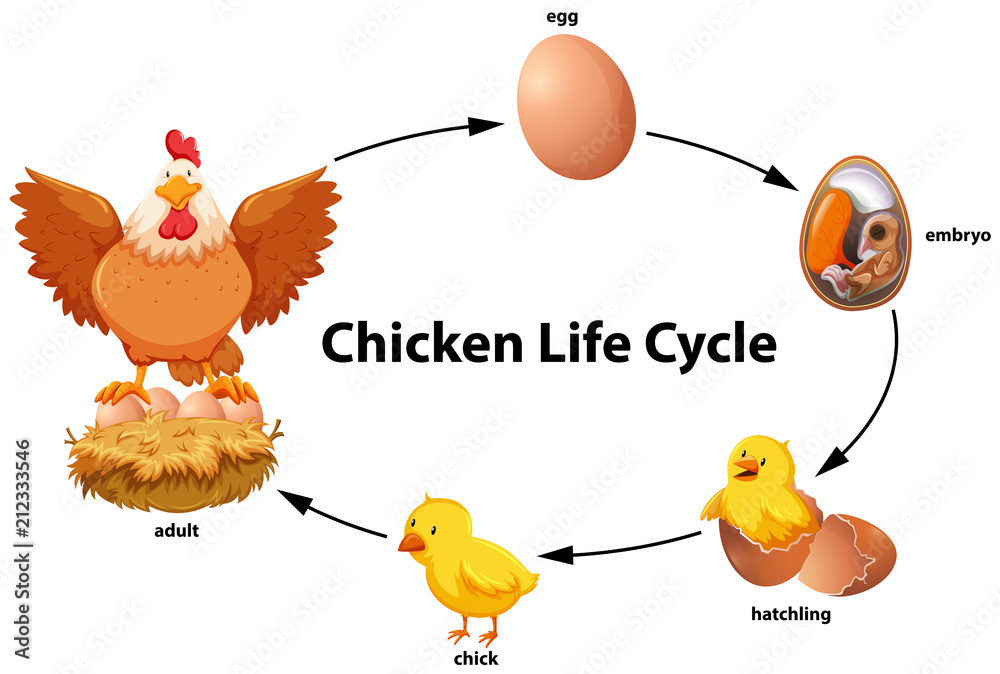 鸡的生命周期图
