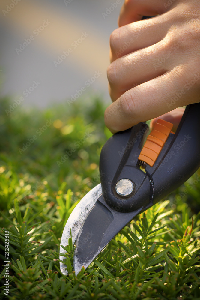 园丁们用割线钳手工切割紫杉不必要的枝条，特写