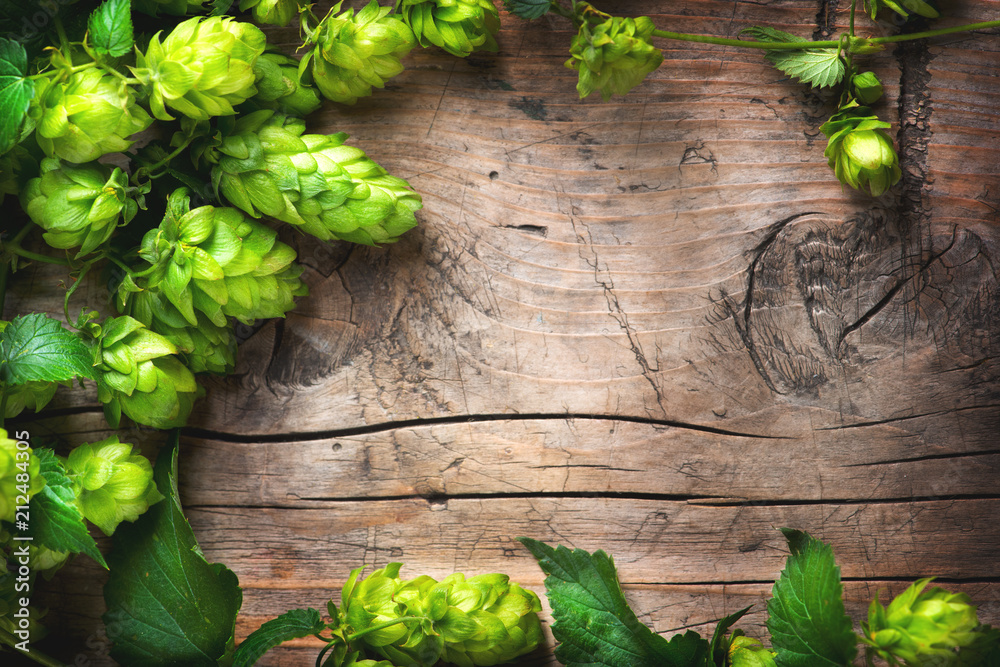 酒花树枝覆盖在有裂纹的旧木头桌子背景上。啤酒生产原料。啤酒厂概念