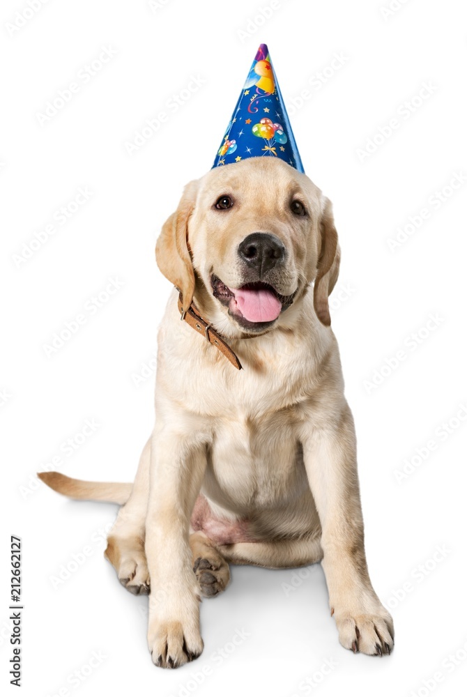 戴着生日帽的拉布拉多寻回犬