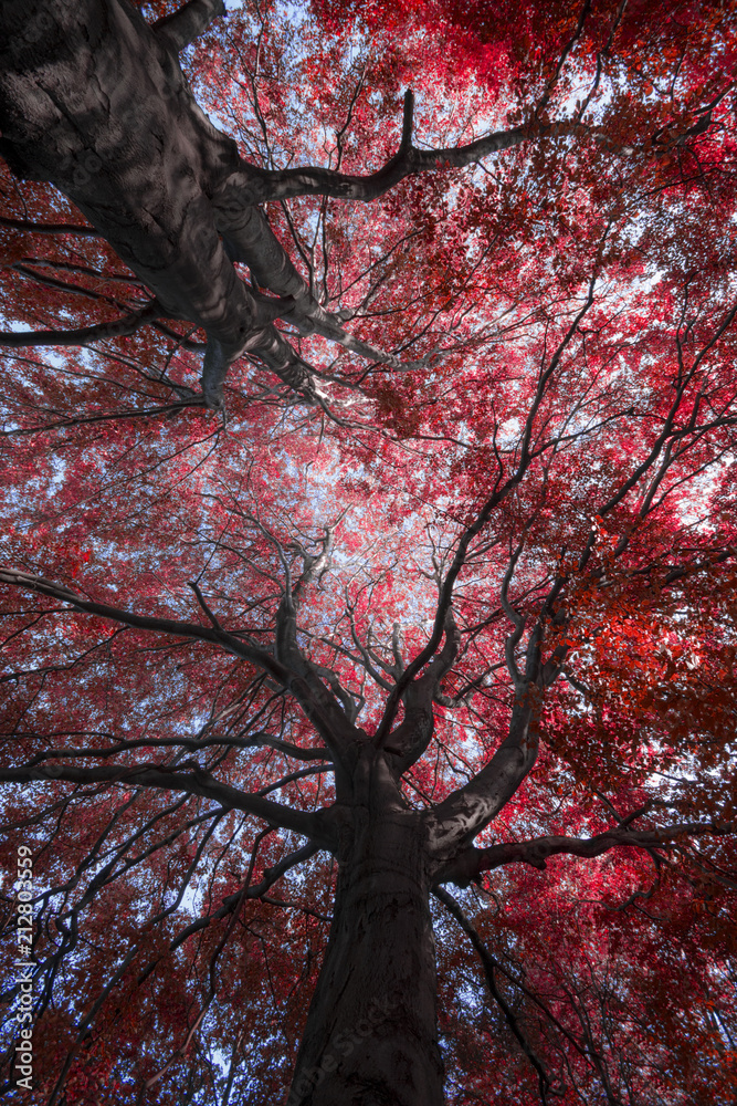 红色秋树