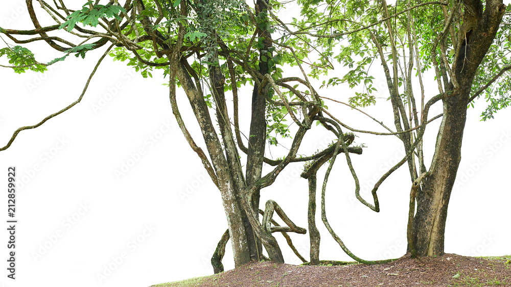 丛林中的树木，有大型藤本植物，藤本植物在树干上攀爬和扭曲，被隔离在whi上