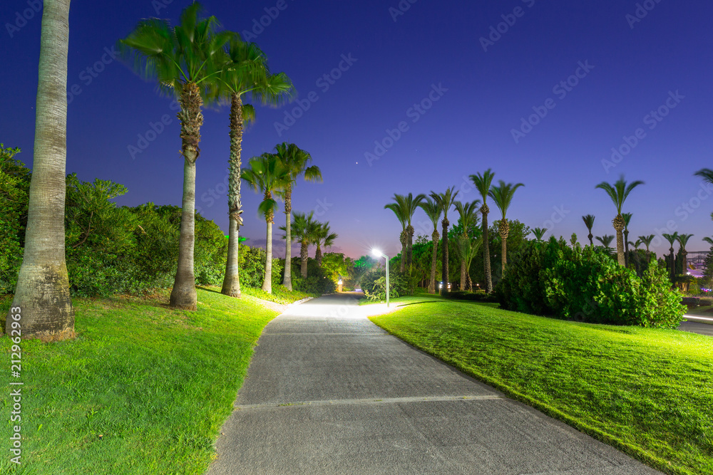 土耳其海滩上棕榈树环绕的美丽小路