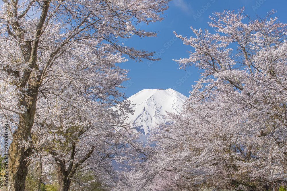 春天的大野博凯樱花树和富士山
