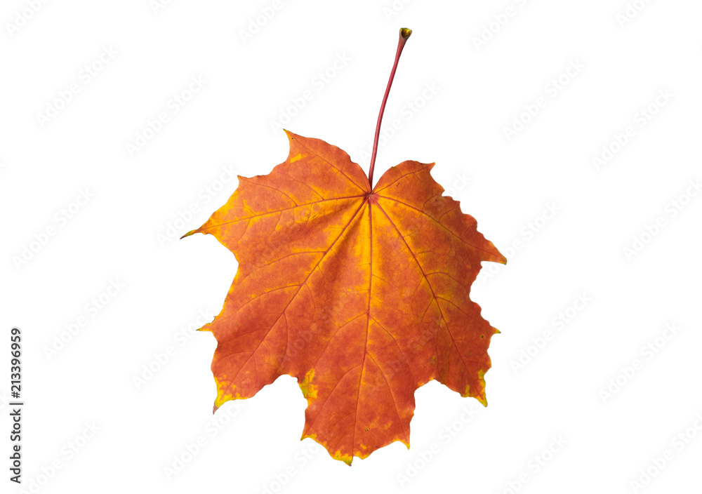 白色背景的秋天枫叶，特写，树叶纹理，美丽的自然，黄红色的秋天