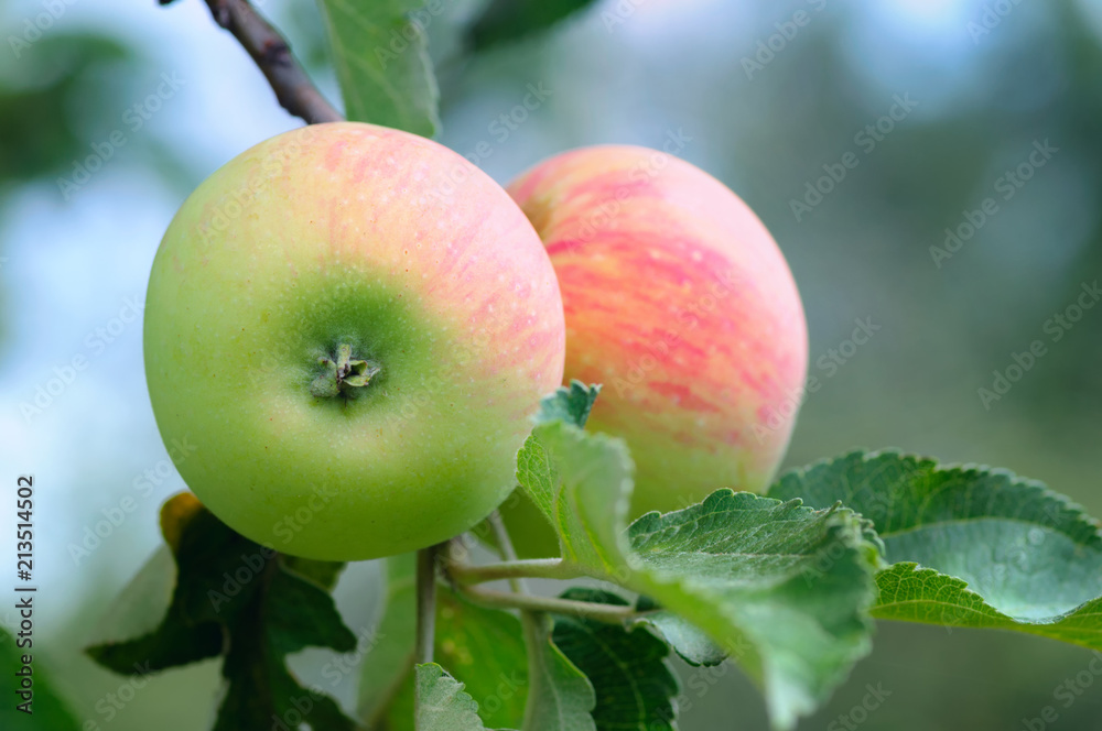 新鲜多汁的苹果在苹果树枝上成熟。家庭花园里的有机水果