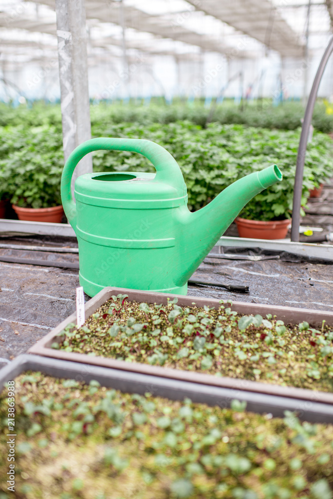 在植物生产场的温室里用绿色植物浇灌罐子