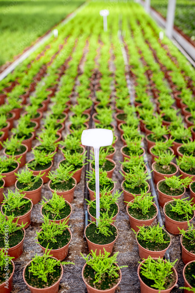 绿色植物生长在植物生产农场的温室中