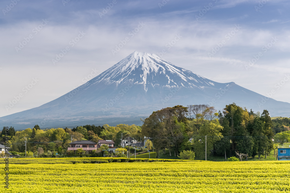 静冈县春天的茶园和富士山