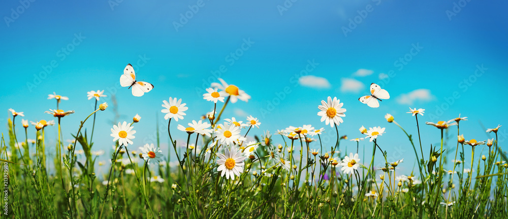 夏春田野中的洋甘菊雏菊，背景是蓝色的天空，阳光和飞翔的wh