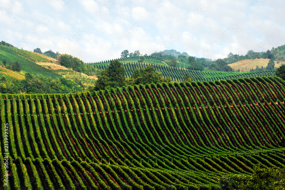 意大利山丘上的绿色葡萄园，令人惊叹的乡村景观。葡萄酿造背景