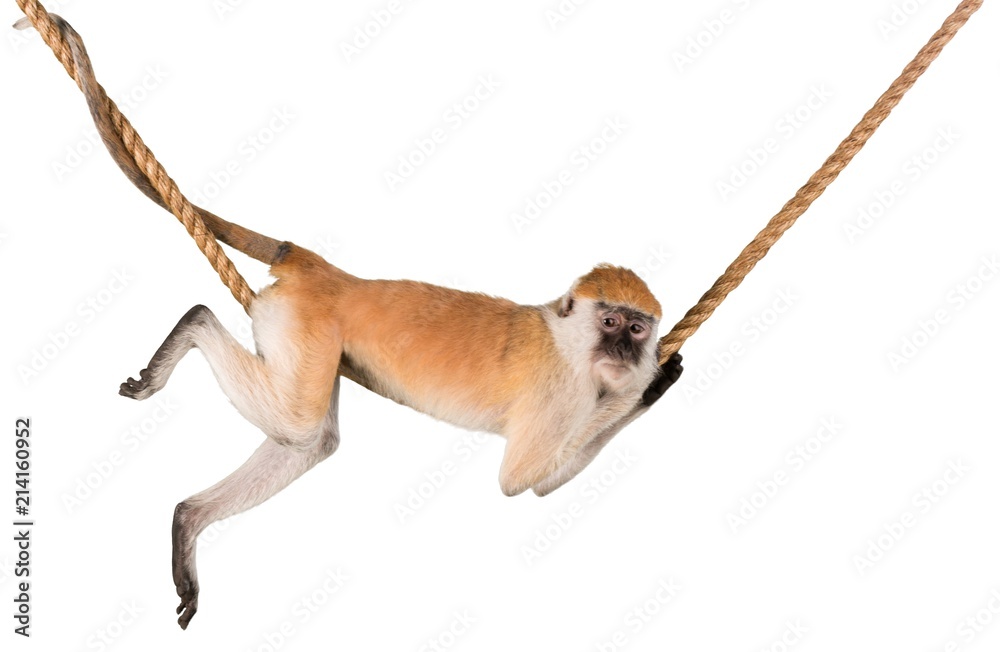猴子挂在绳子上-隔离