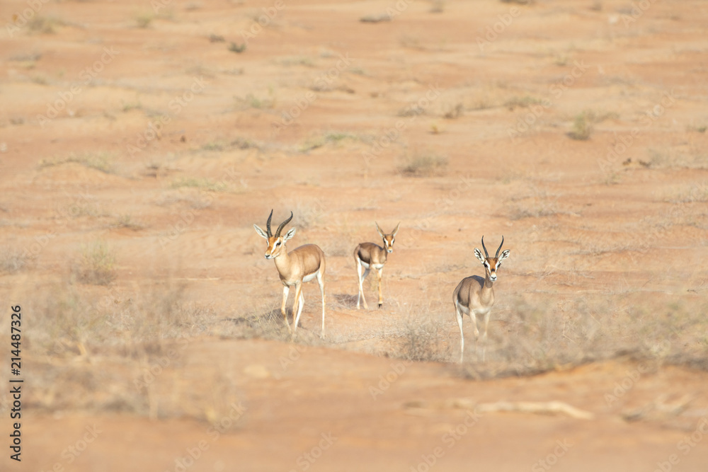 沙漠中三只高山瞪羚的家庭。