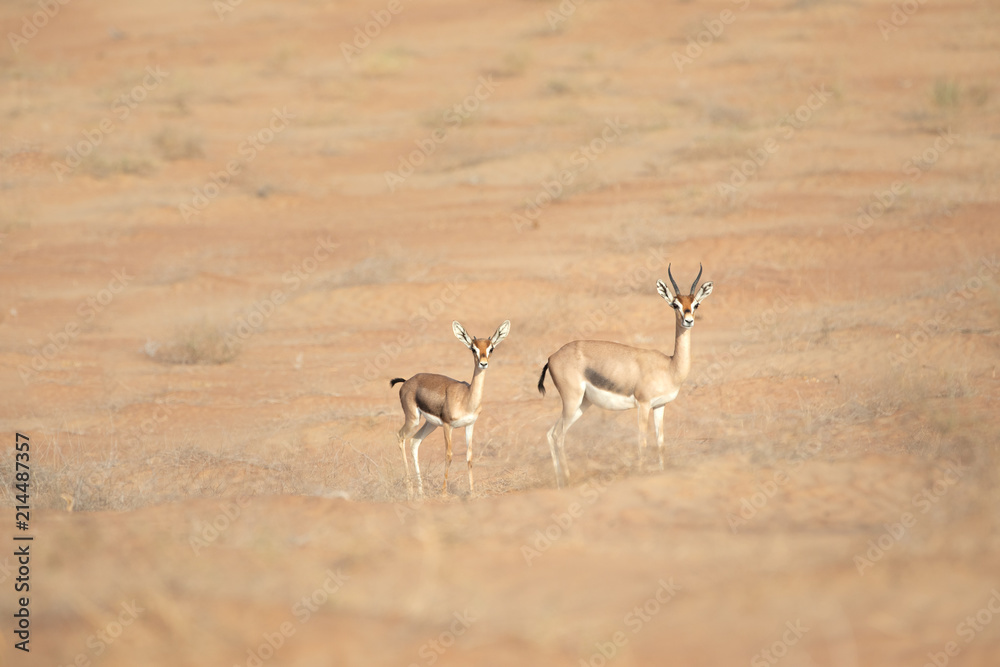 沙漠沙丘中的山瞪羚母子。