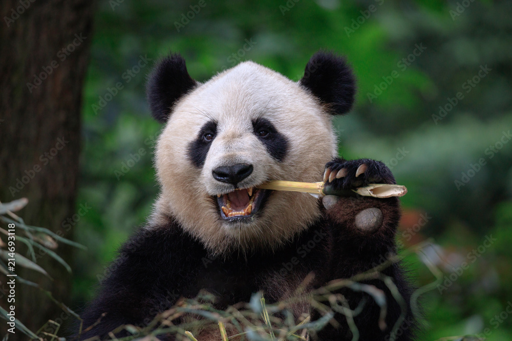 熊猫吃竹子，中国四川雅安碧峰峡大熊猫保护区。熊猫在看