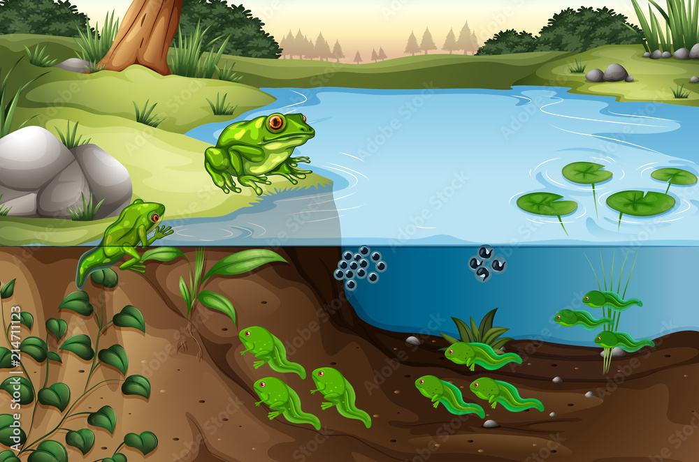 池塘里的青蛙场景