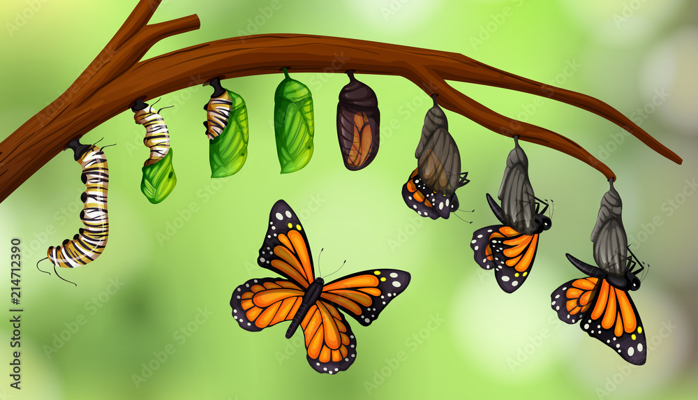 科学蝴蝶生命周期