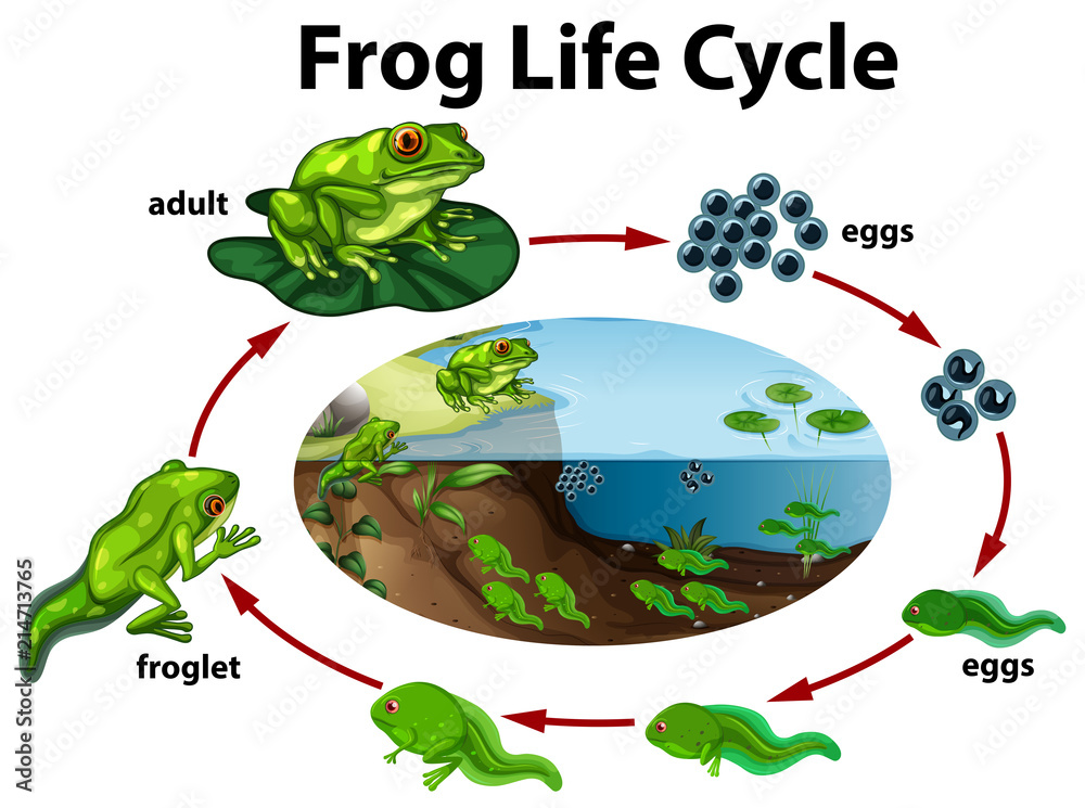 A frog life cycle