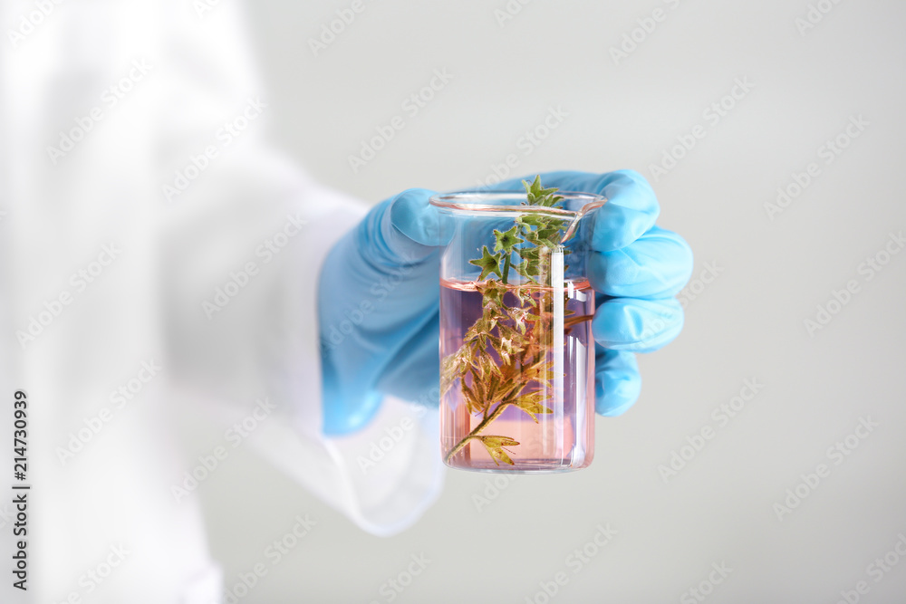 实验室工作人员拿着装有植物的烧瓶，背景为浅色，特写