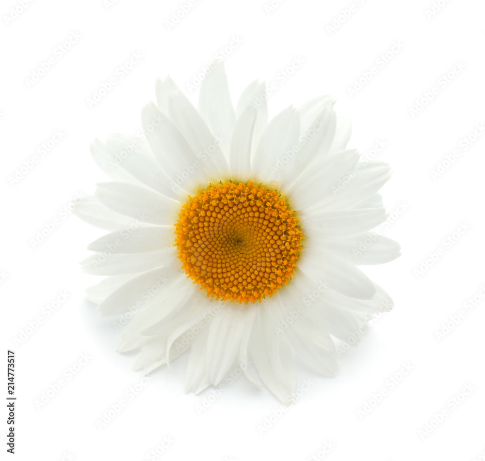 白色背景上美丽的洋甘菊花