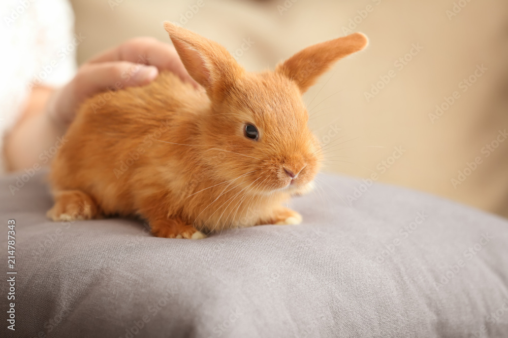 女人在家抚摸可爱的毛茸茸的兔子