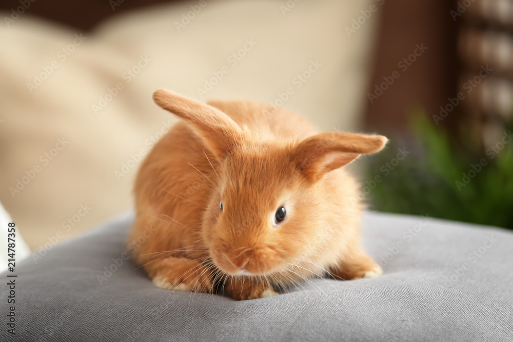 家里枕头上的可爱毛绒兔子