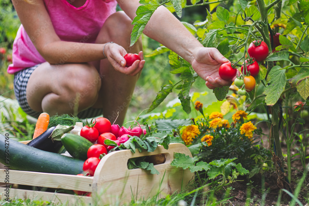 女人在她的有机花园里收获新鲜的西红柿。自家种植的蔬菜