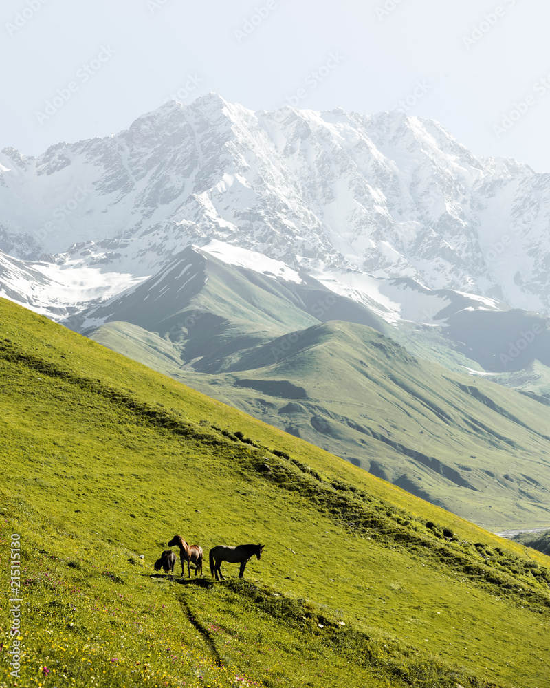 在高加索山脊背景下，绿色山谷上的马。高加索山脉的最高峰