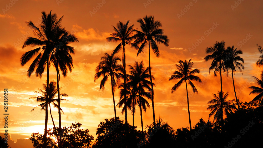 特写：塔希提岛高耸的棕榈树伸展到夏日傍晚的天空中。