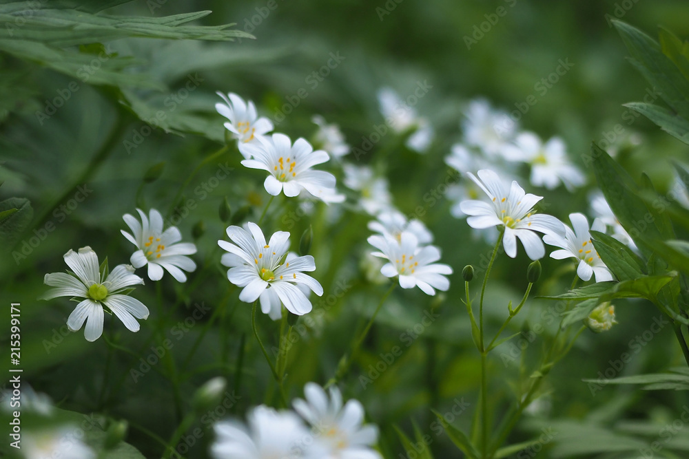 白花（Stellaria holostea）