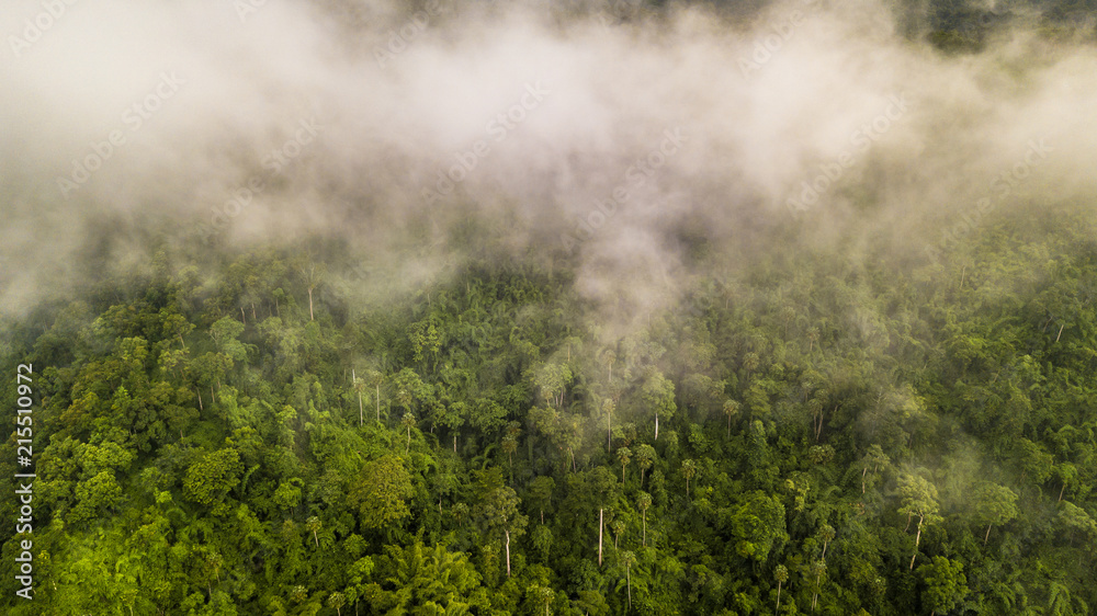 鸟瞰热带雨林，热带雨林景观中雾笼罩的山脉。