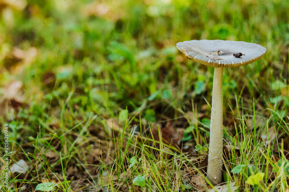 森林里的白色毒蘑菇。特写。