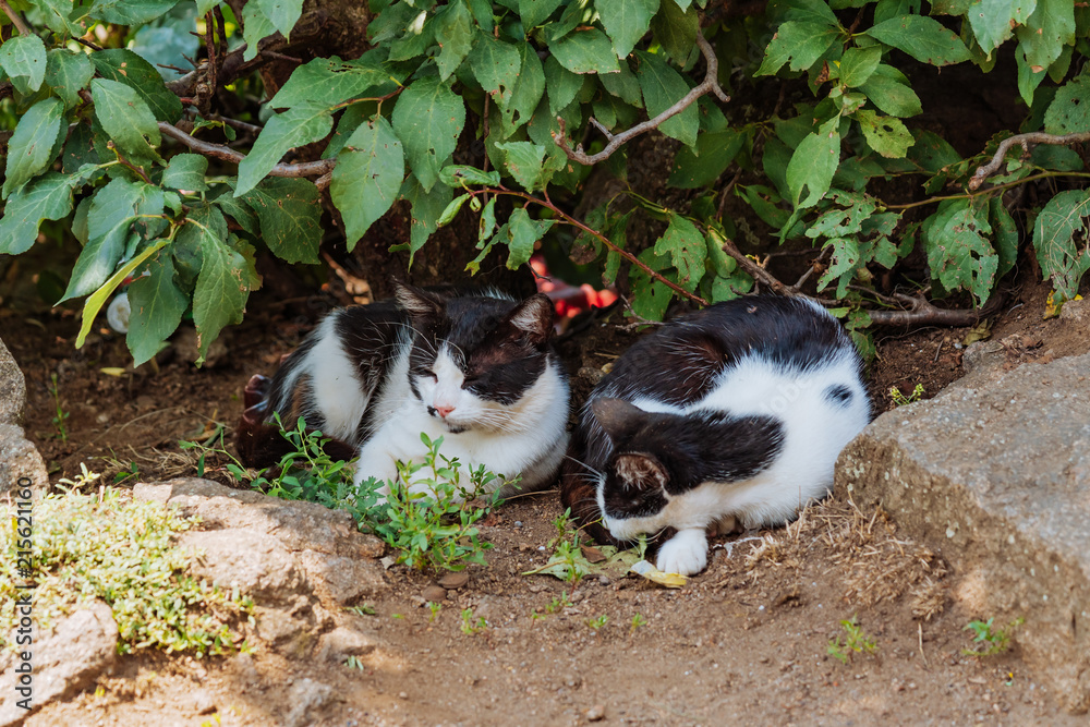 流浪猫睡在灌木丛中。流浪猫在街上