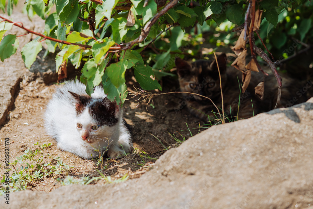 两只无家可归的小猫坐在灌木丛中。流浪猫。