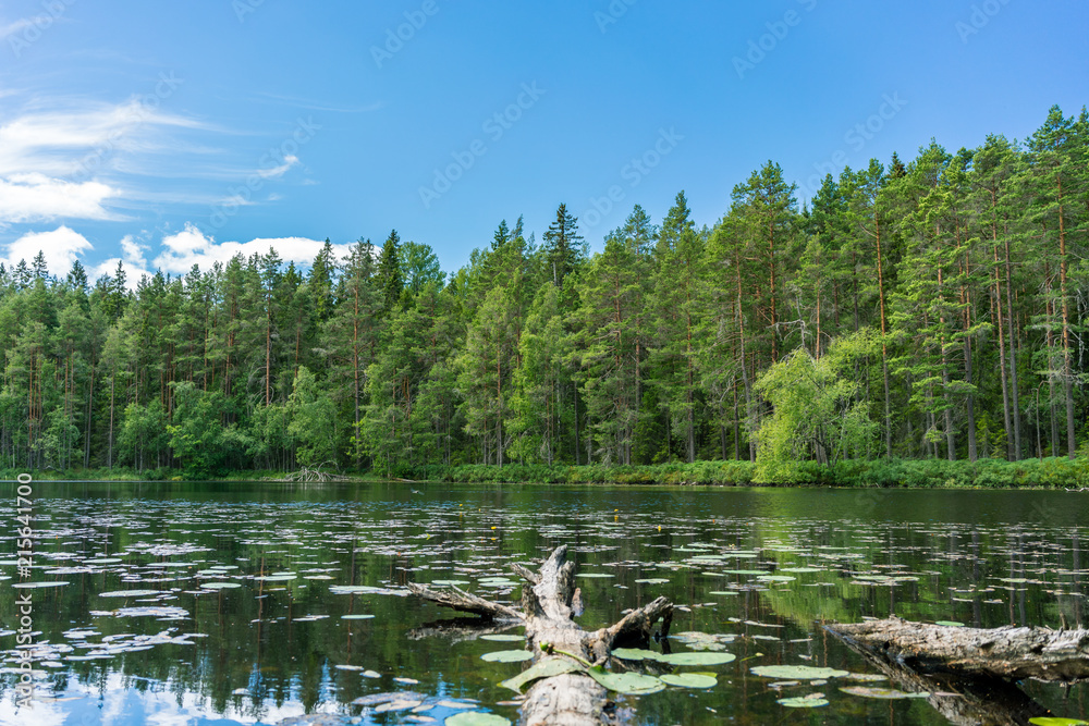 瑞典美丽湖泊中倒下的树干