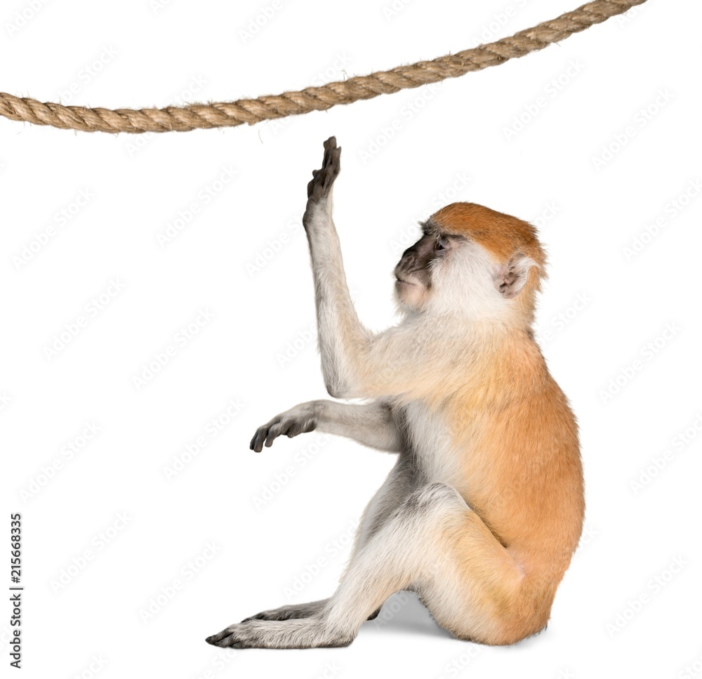 猴子玩绳子-隔离