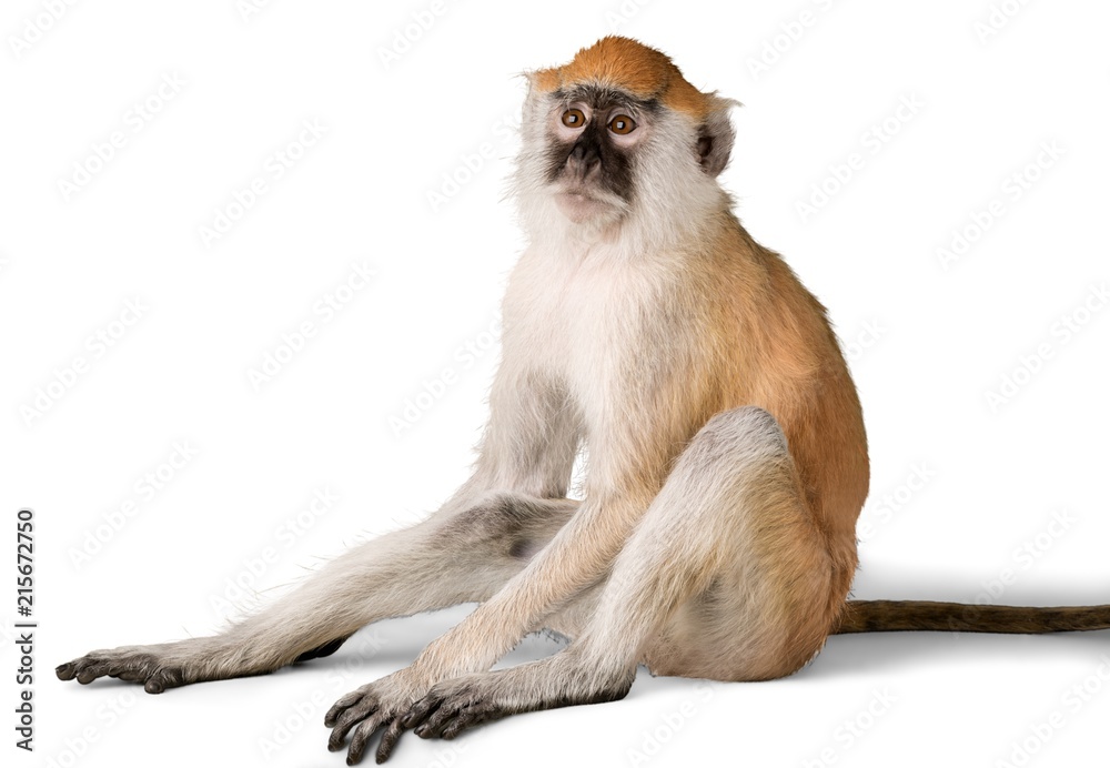 猴子坐着-与世隔绝