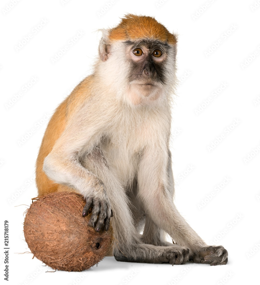 Monkey Sitting With Coconut - Isolated