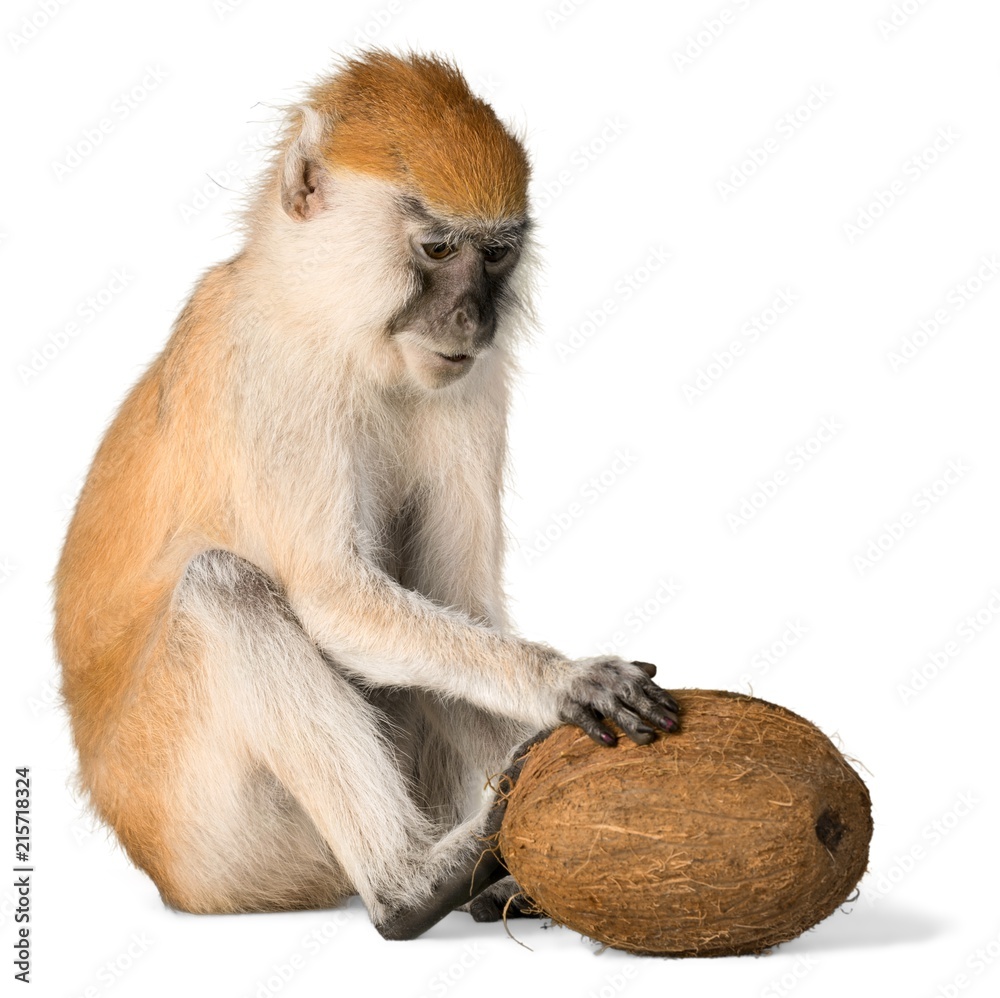 猴子与椰子坐在一起-隔离