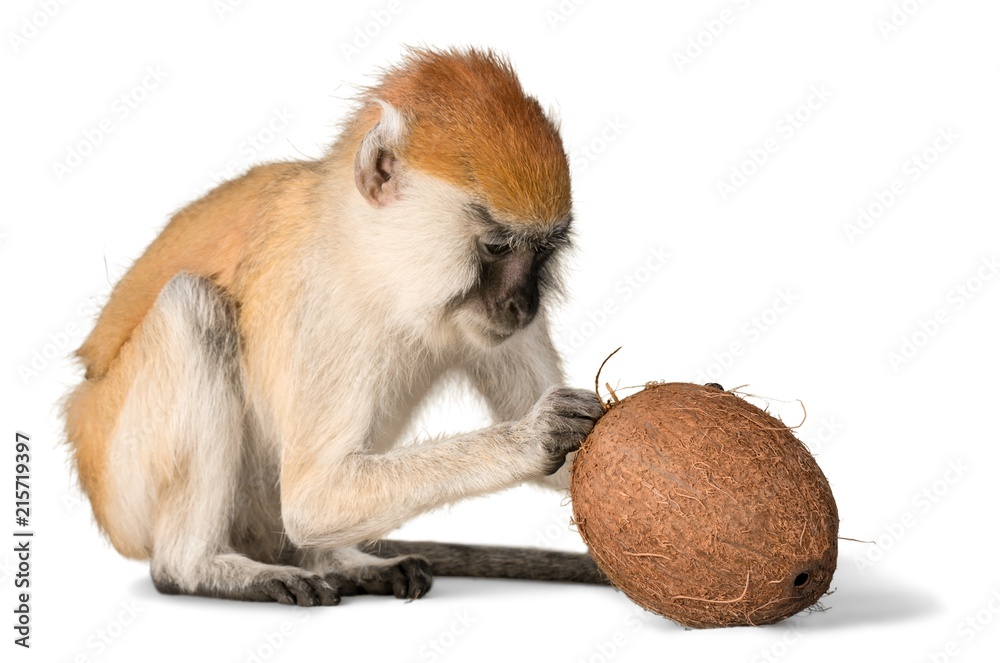 猴子试图进入椰子-隔离