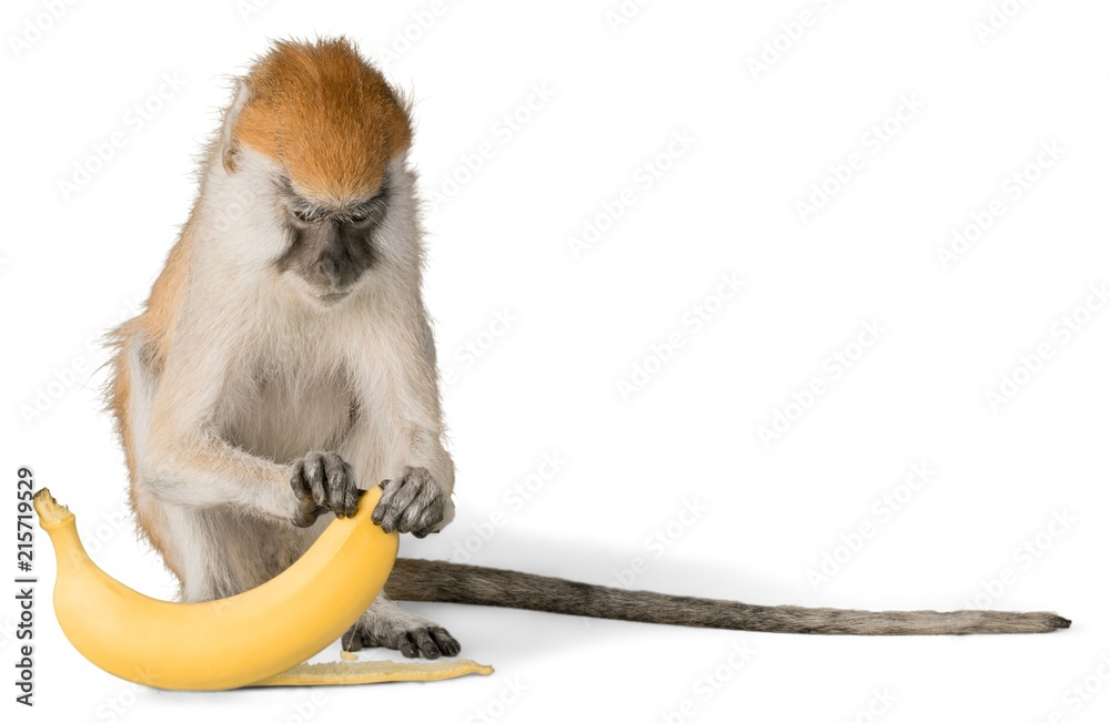 猴子去皮香蕉-隔离