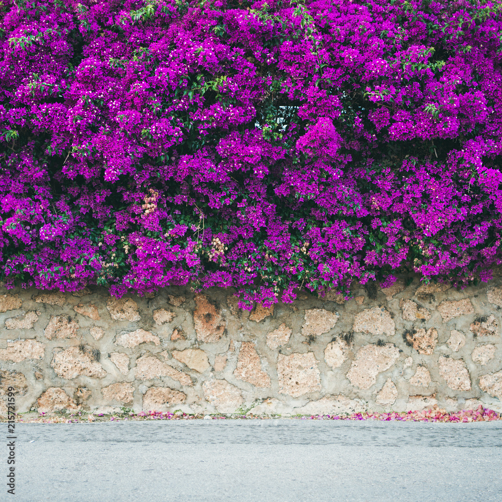 石墙上覆盖着紫色盛开的三角梅。典型的地中海式户外st
