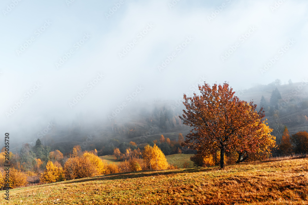 秋山上的美景。黄色和橙色的树木在美妙的晨曦中。喀尔巴阡山