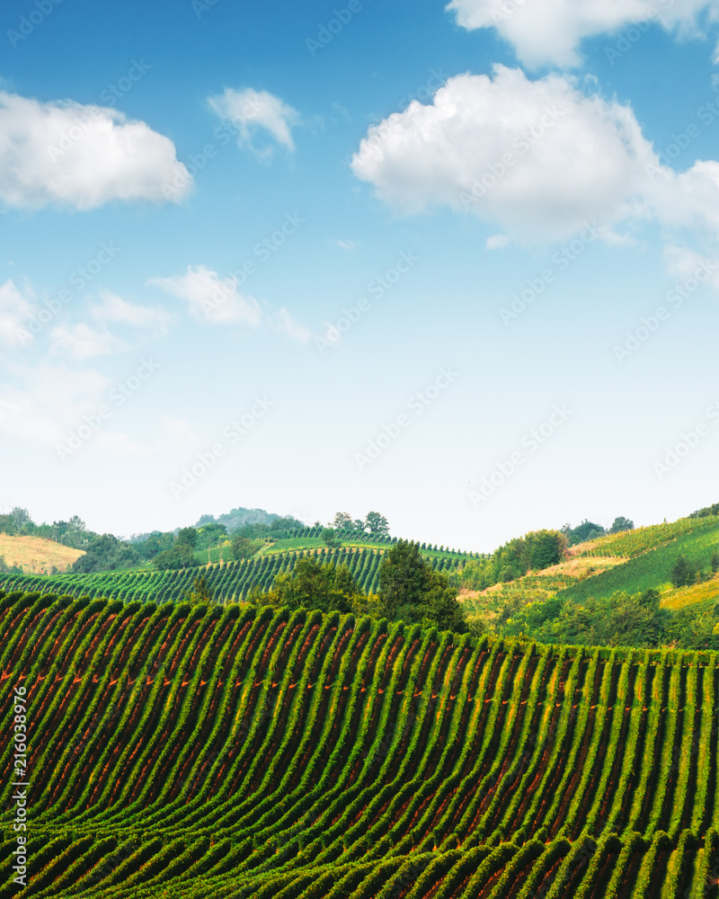 意大利山丘上的绿色葡萄园，令人惊叹的乡村景观。葡萄酿造背景